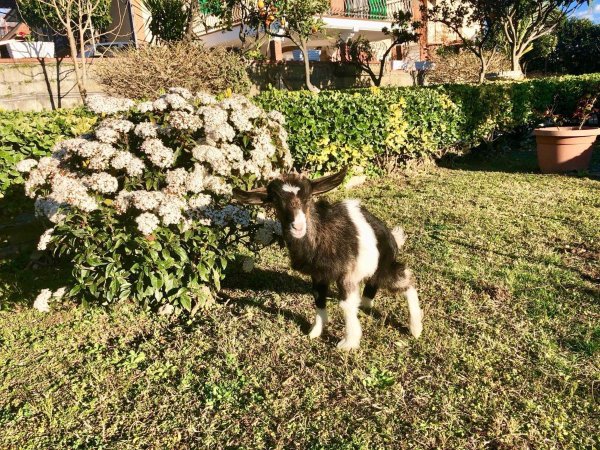 Annetta Bed & Breakfast Ercolano